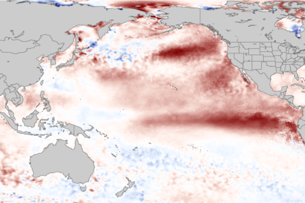 Map of Pacific ocean temperatures in AUgust 2015 comapred to average showing extreme warmth in northern and tropical Pacific 