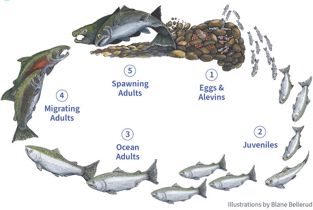 Salmon life cycles from birth to death.