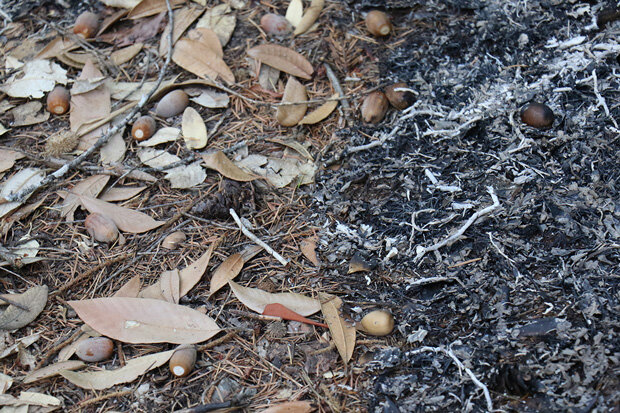 Close-up photo of the forest floor comparing unburned ground and burned ground