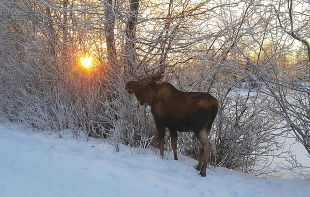 A moose stands in a snow-covered field with the setting sun showing through a small thicket of bare trees and shrubs