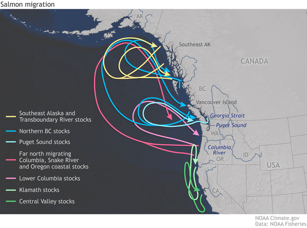 Map of migratory patterns of different populations of salmon from California to Alaska as depicted in different colored lines.