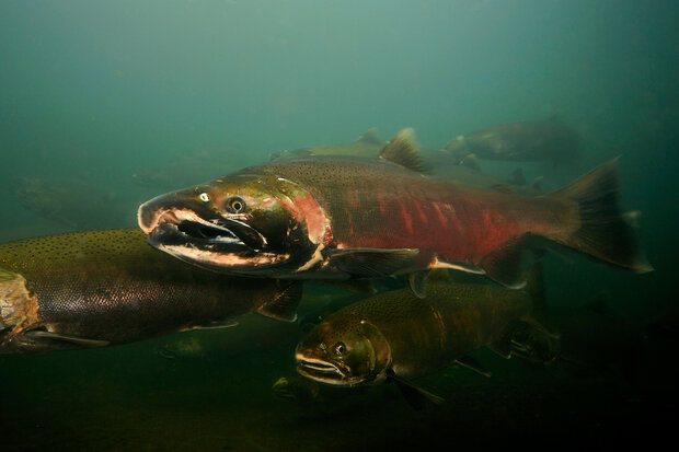 Male coho salmon spawning with each in different colors