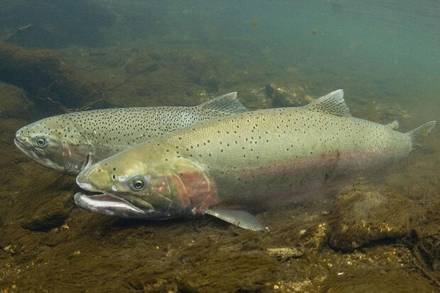 Male (front) and female (back) steelhead in their spawning colors, silver with speckled black dots and an underbelly of pinkish orange