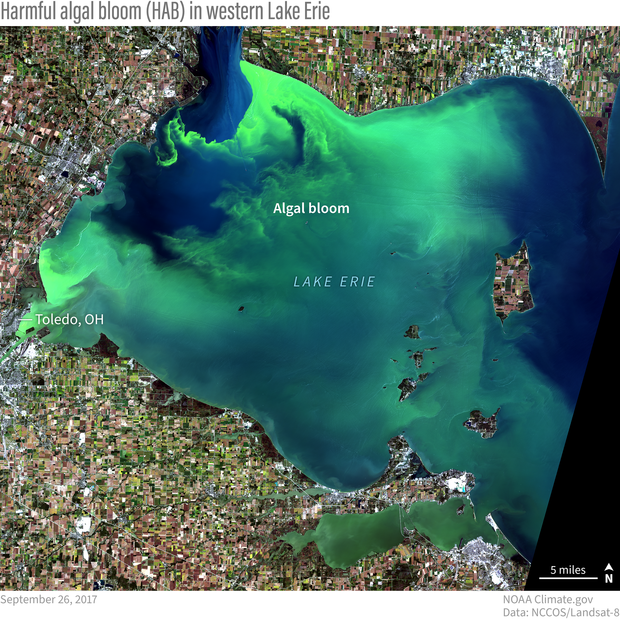Lake Erie harmful algal bloom September 2017 scale