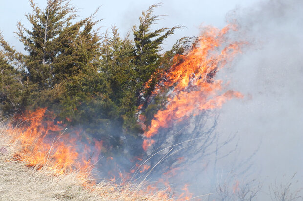 Prairie fire with flaming grass in foreground and flaming red cedar trees in background