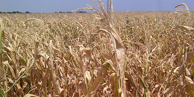 a withered cornfield stretching to the horizon in Kansas