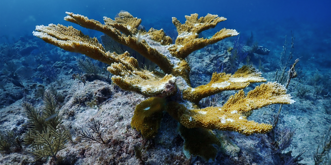 Healthy elkhorn coral