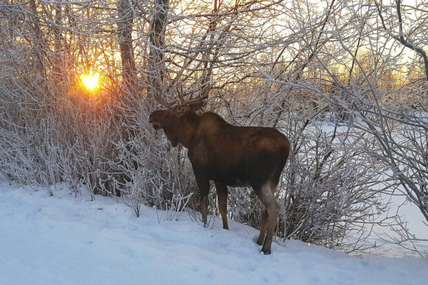A moose stands in a snow-covered field with the setting sun showing through a small thicket of bare trees and shrubs