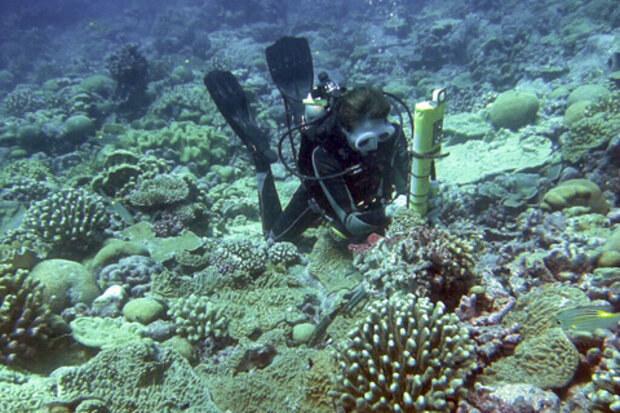 Author Kim Cobb installing a sensor on healthy coral